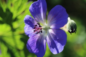 草甸天竺葵花朵图片